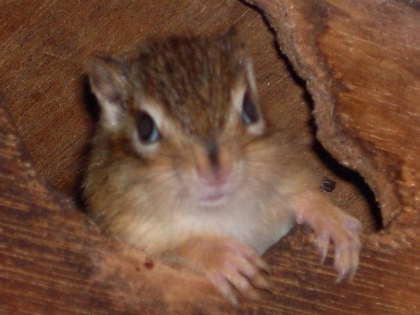 Chipmonks pic 1 by AnakhaZero on DeviantArt