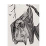 fruit bat