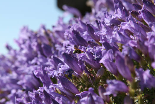 Steens Summit Bee