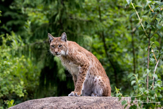 Eurasian lynx