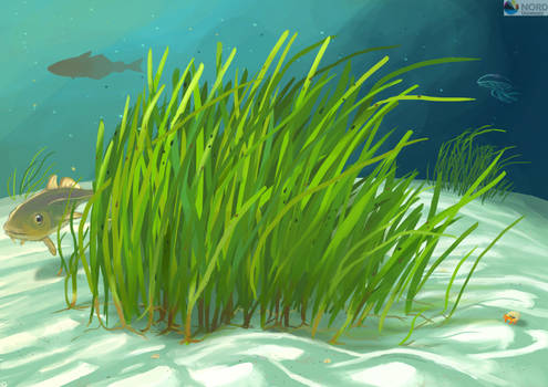 Seagrass meadow