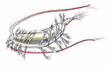 Calanoid copepod