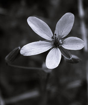 Floare moarta