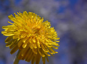 Dandelion