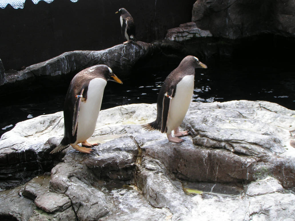 The three penguins by tardis-tribute on DeviantArt