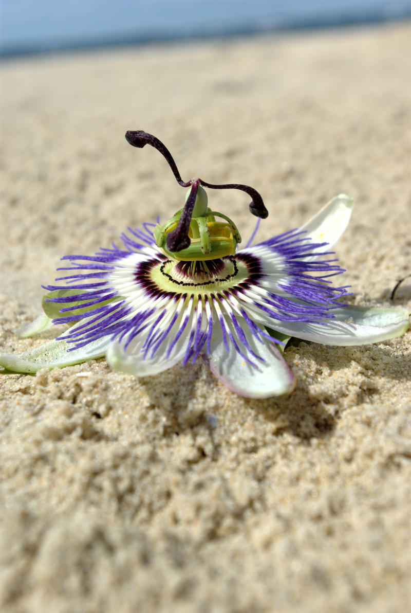 left there on the beach