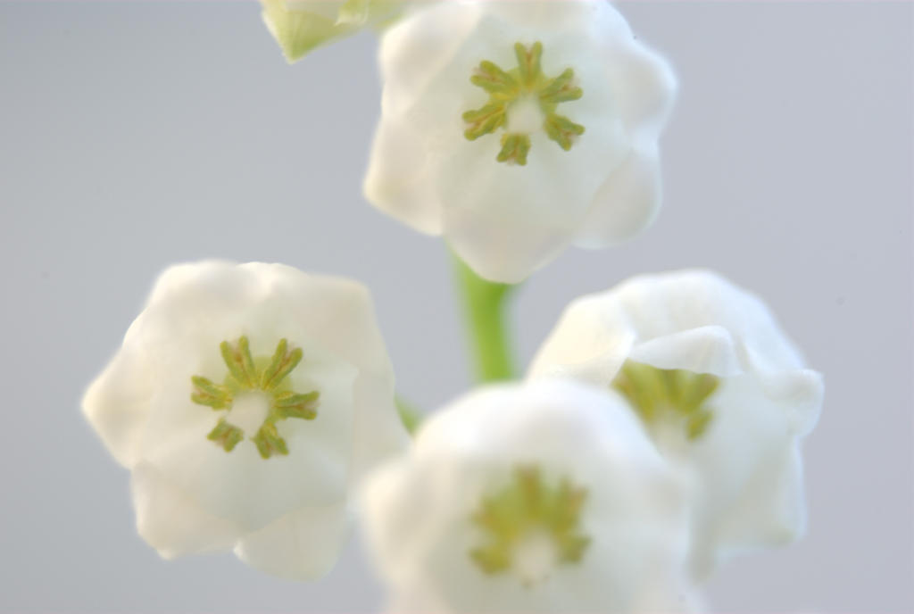 muguet