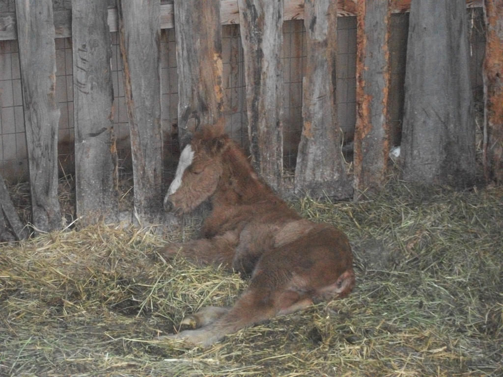 Little Foal