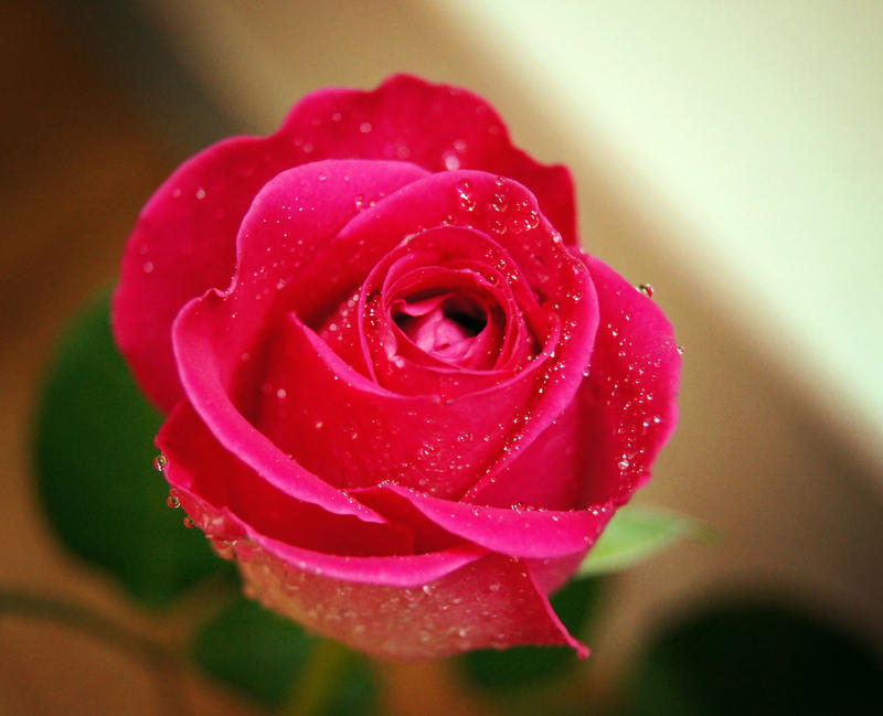 Pink Rasmlar Pink by emeraldeyesx3 on DeviantArt