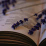 Lavender Pages