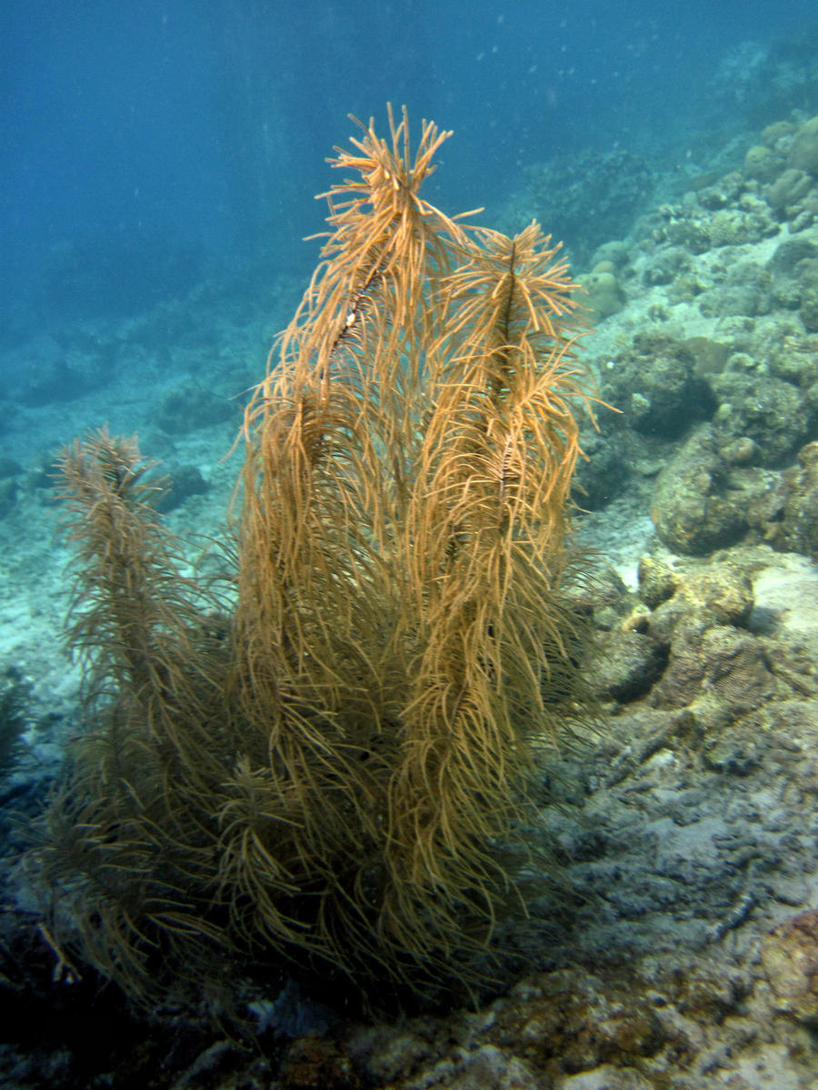 Sea Plant3