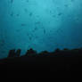 School of Fish 3