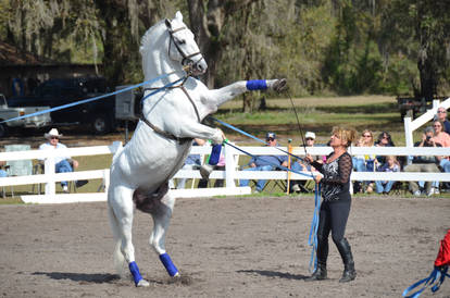 Lipizzaner Stallions 20