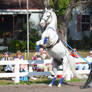 Lipizzaner Stallions 12