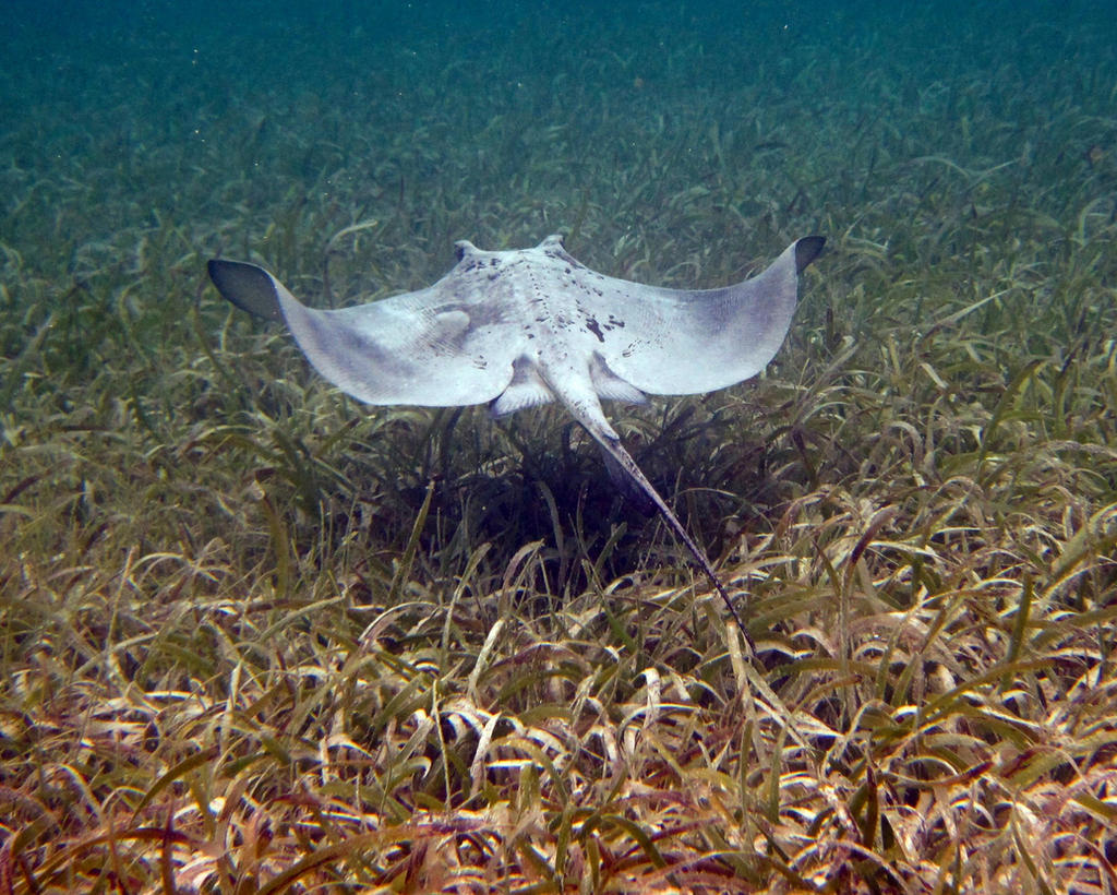 Southern Stingray 4