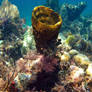 Sponge