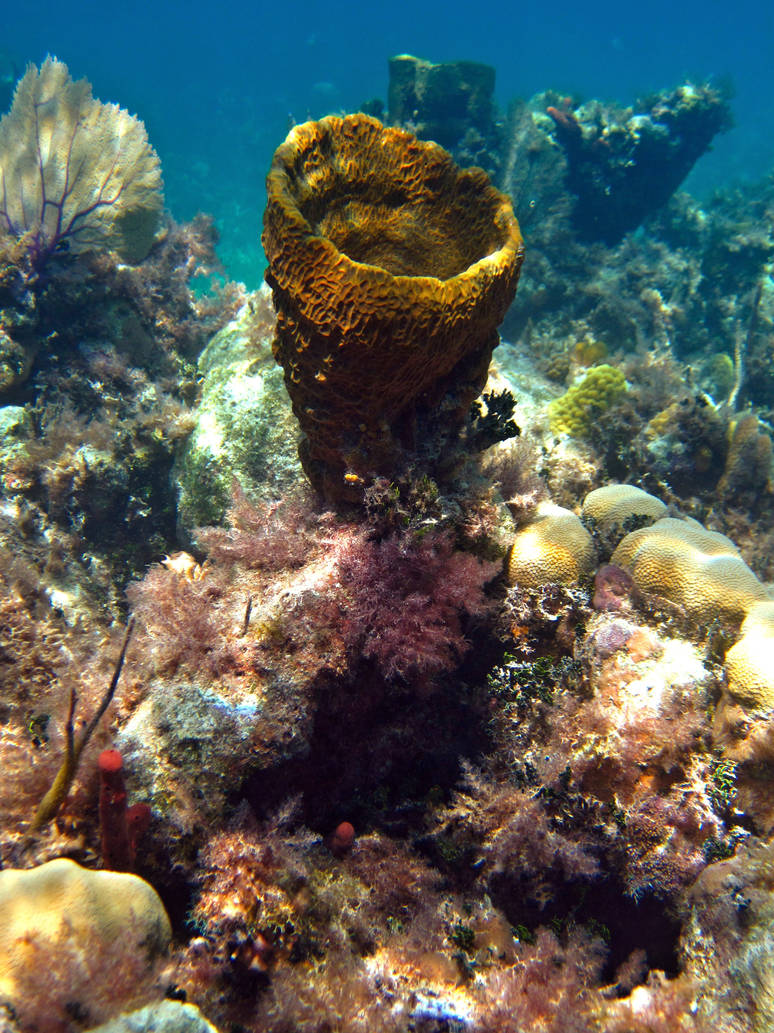 Sponge Realative Sponge by Lauren-Lee on DeviantArt