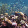 Sergeant Majors, Cheeca Rocks, Key Largo, Florida