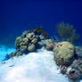 Curacao Snorkeling - Oceanscape 2