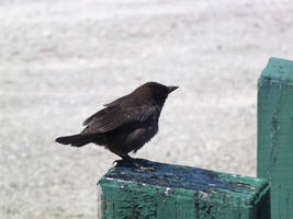 Small Black Bird 3