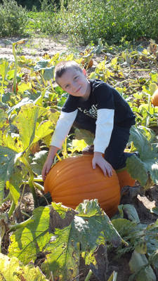 Pumpkin Patch 1