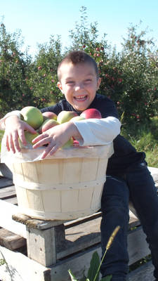 Apple Picking 1