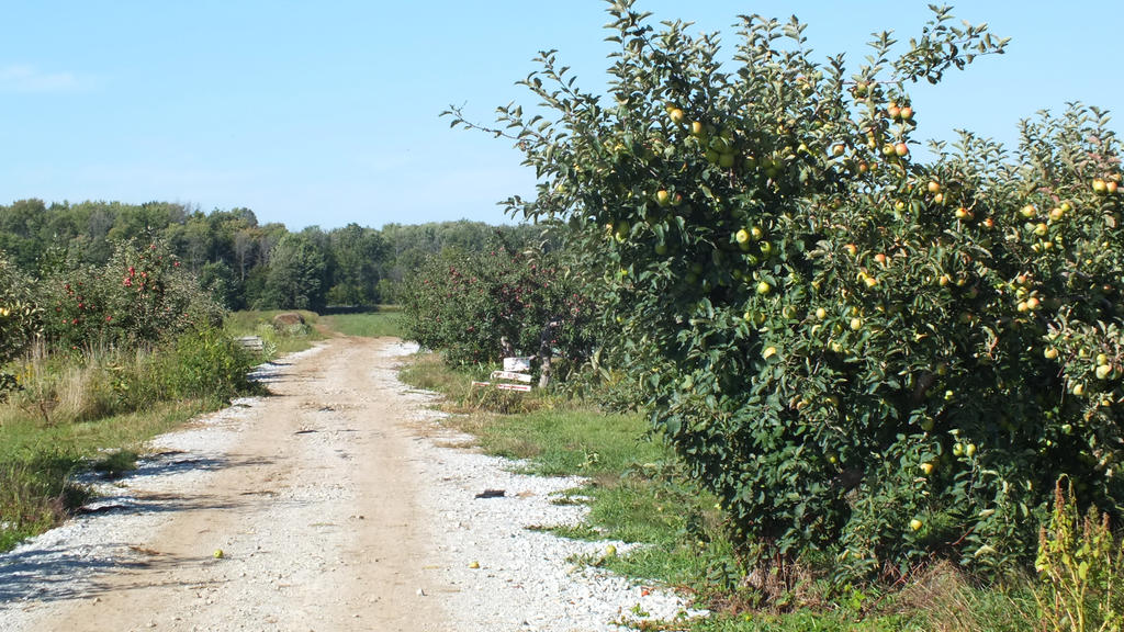 Apple Orchard 1