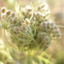 Queen Anne's Lace