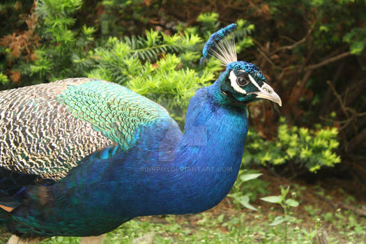 Peacock