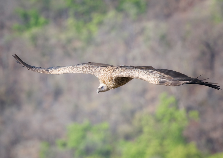 Eurasian griffon