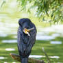 Great Cormorant