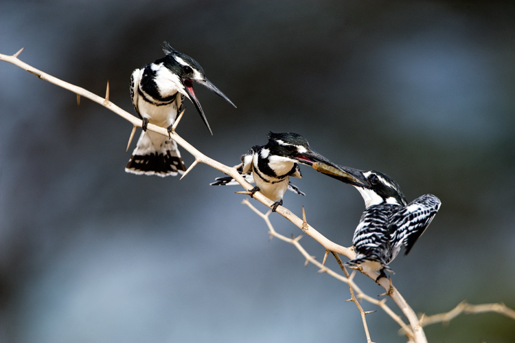 Pied Kingfisher