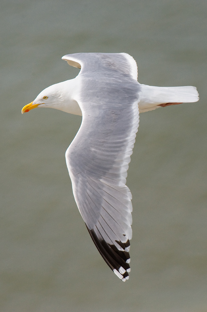 Larus argentatus