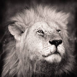 lion...in a square format 3