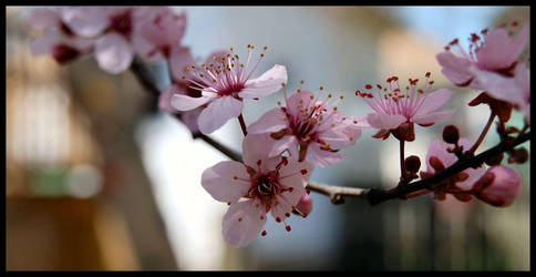 Flowering Branch