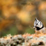 Crested tit