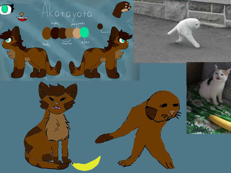 Akatayota The Meme Cat