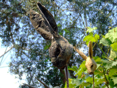 bunny head