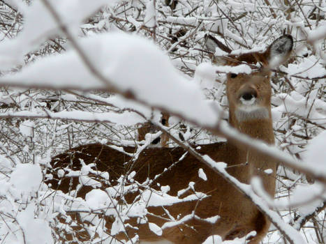 I See You In the Snow