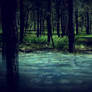 Forest Stock II