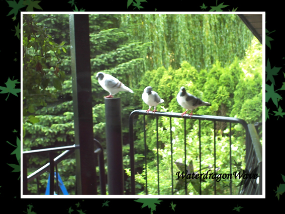 Our balcony doves