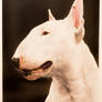 Bull Terrier