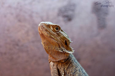 Majestically bearded dragon