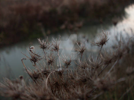 Somewhere in the thistles