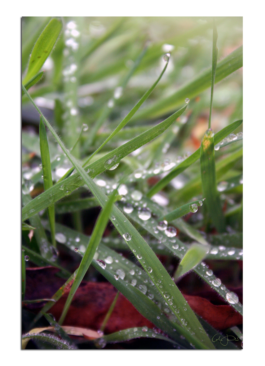 Autumn Dew