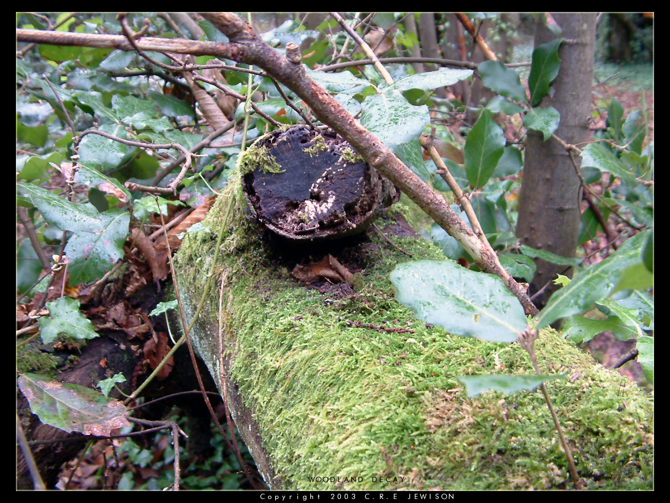 Woodland Decay