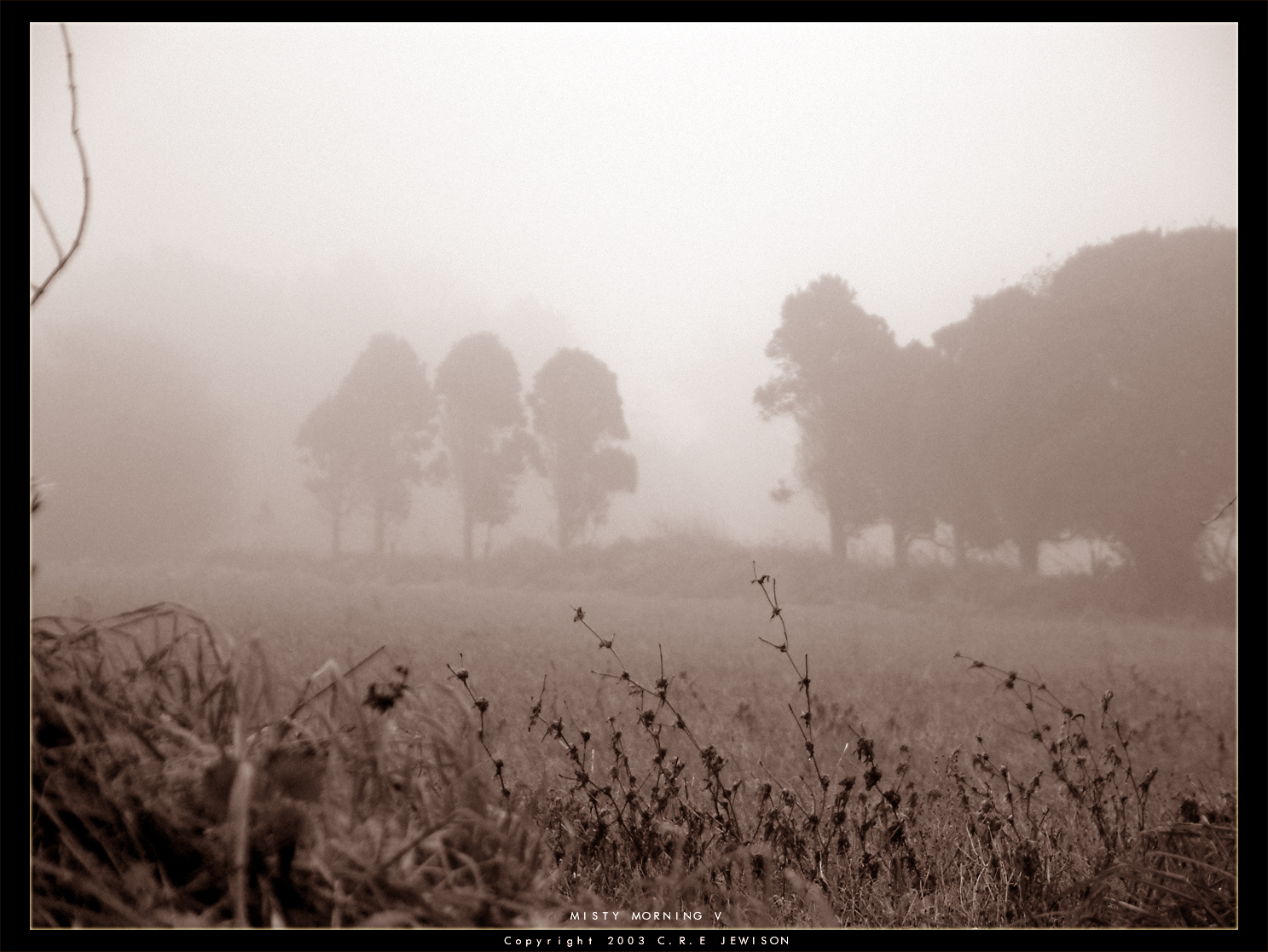 Misty Morning V