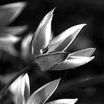 Wild Tulips by DREAMCA7CHER