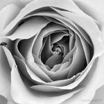 White Rose by DREAMCA7CHER