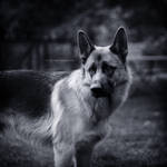 My Dog Again... by DREAMCA7CHER